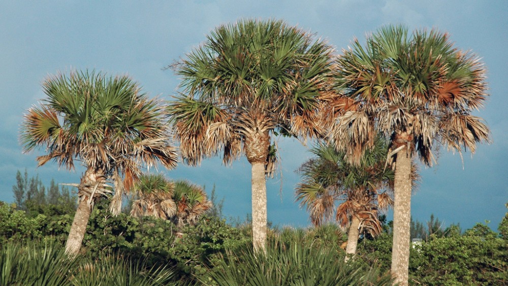 cabbage_palm